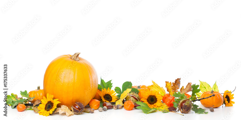 Border frame of large and small pumpkins with leave, physalis and sunflowers.Studio shot, isolated on white background Border frame of large and small pumpkins with leave, physalis and sunflowers.Studio shot, isolated on white background