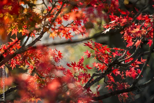 Obraz tekstura tło jesień liść w Japonii.