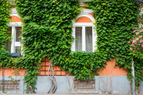 Old wooden window overgrown with ivy © michalz86