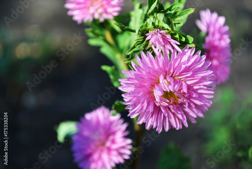 Pink asters  Michaelmas daisy  flower on soft green leaves background