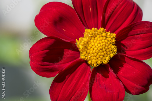 Fototapeta Naklejka Na Ścianę i Meble -  summer dahlia on a sunny day
