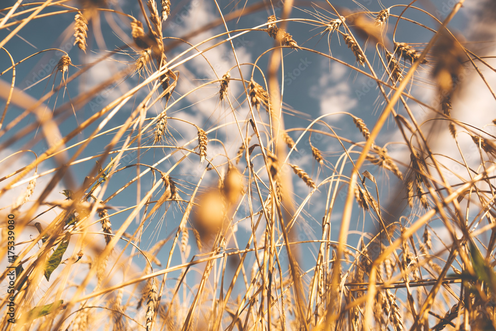 Fototapeta premium Golden wheat ears in the field on sunny day