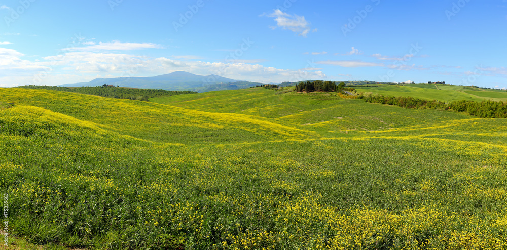 Tuscany hills with flowers on green fields