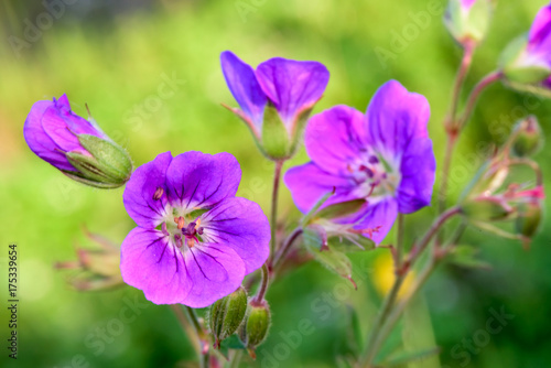 Purple Flower on yellow green background