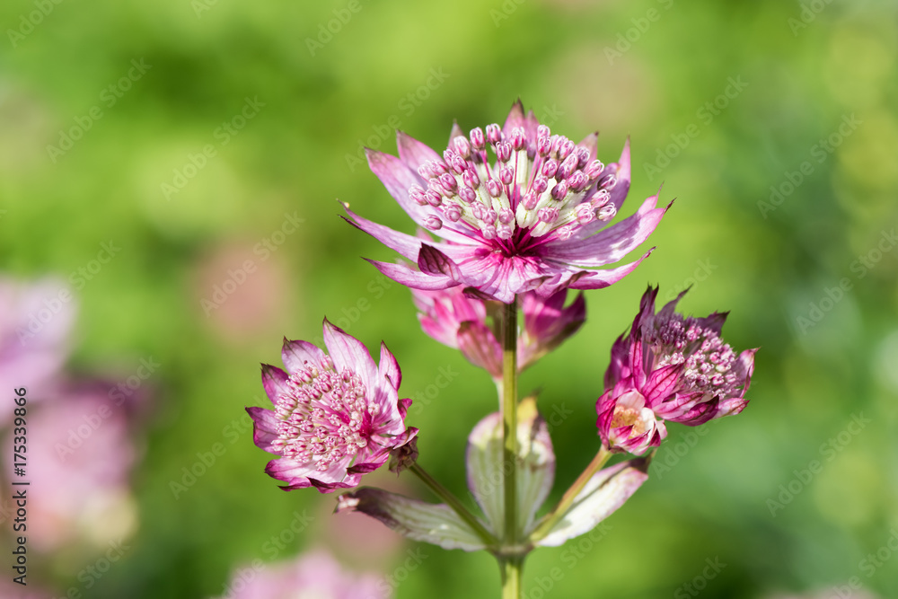 Purple pink flower on yellow green spring background Purple pink flower on yellow green spring background