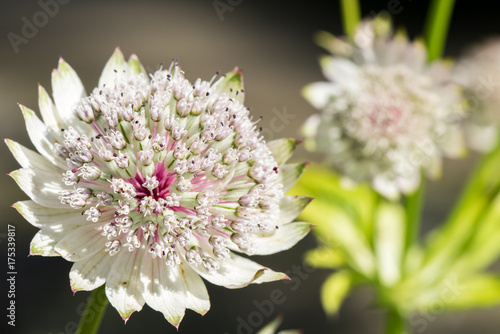 white purple flower on light brown grey background