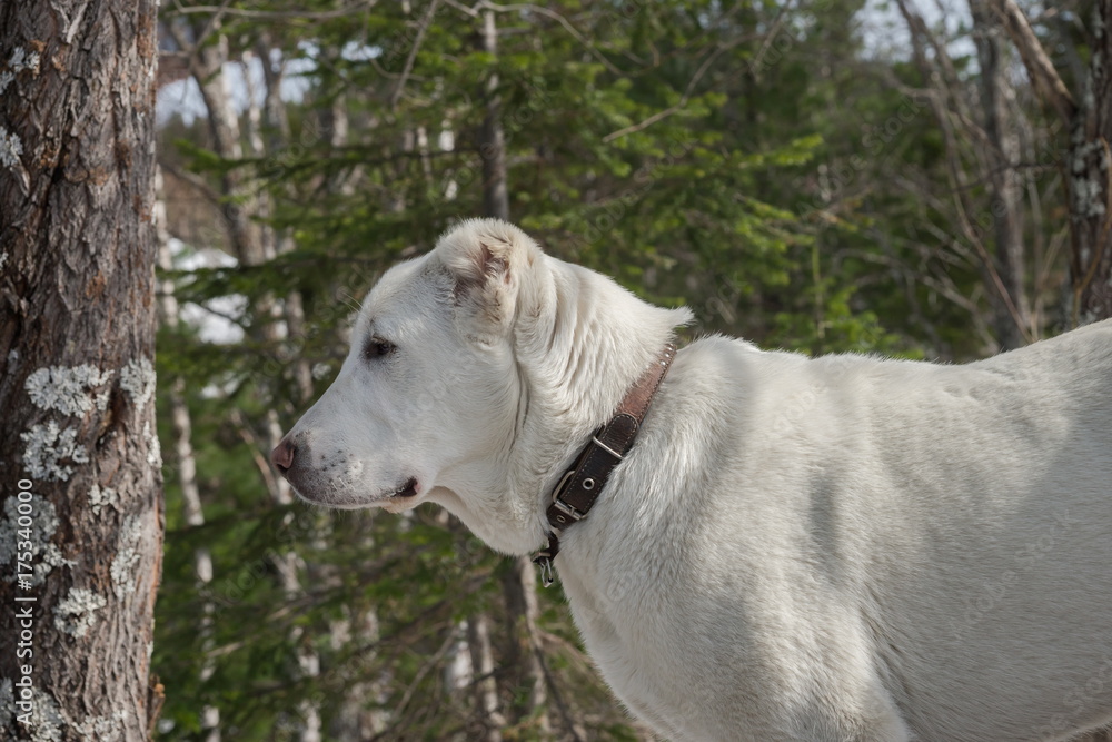 Молодая (7 мес.) собака, породы Алабай на фоне леса.