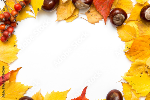 Autumn nature objects arranged with blank copy space and seasonal colour