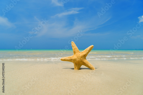 Starfish on the tropical  beach on a sunny day