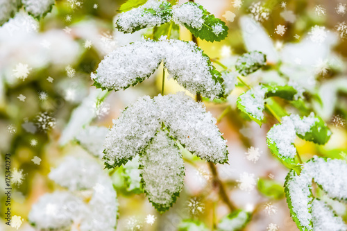 Green acacia leaves in the autumn cold on the branch under the first snow, autumn landscape, closeup, selective focus