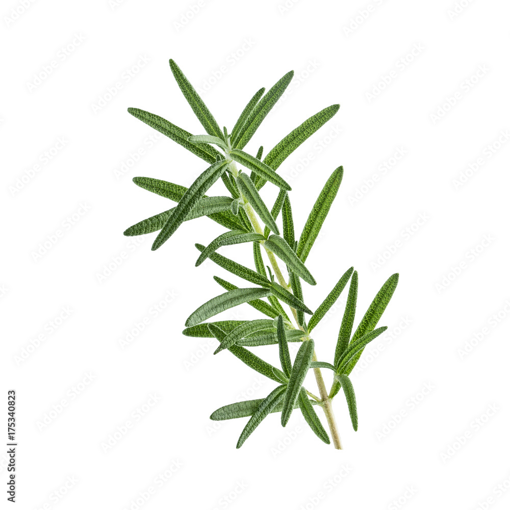 Fototapeta premium fresh rosemary isolated on white background. italian herb.