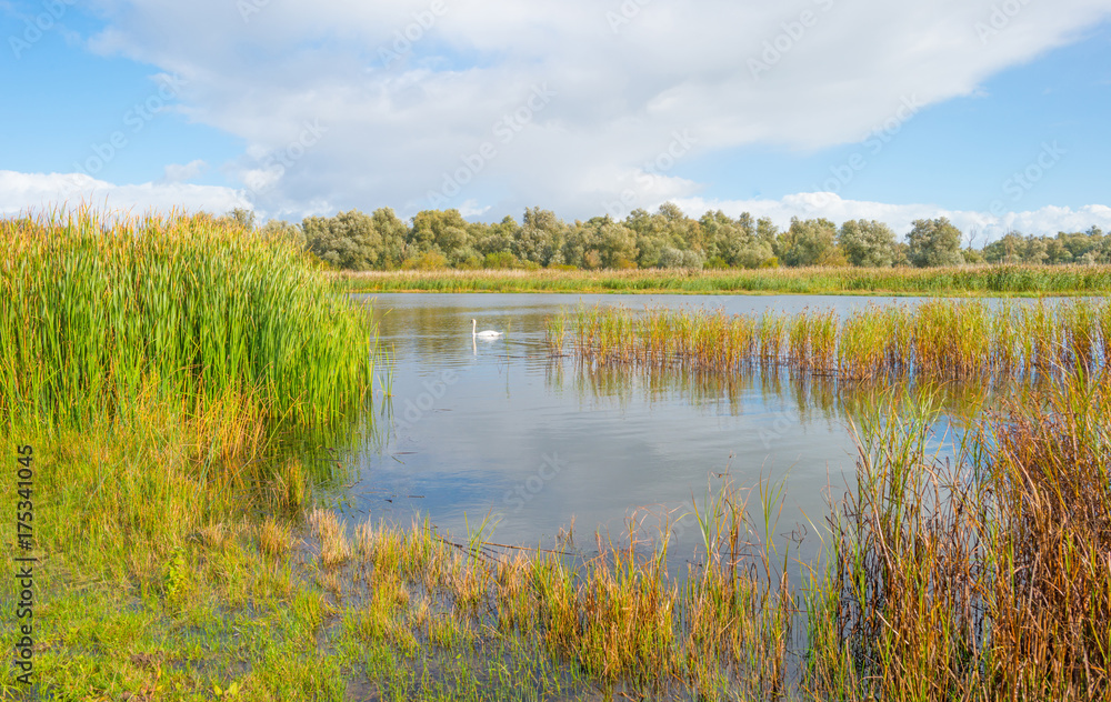 Swan swimming along the shore of a lake in autumn Swan swimming along the shore of a lake in autumn