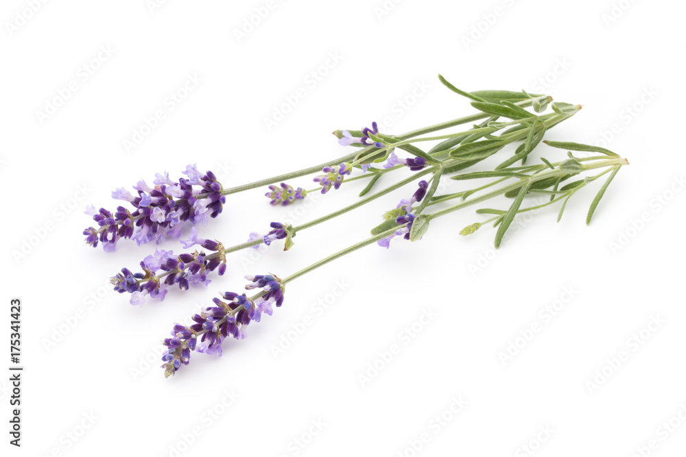 Fototapeta premium Lavender flowers.