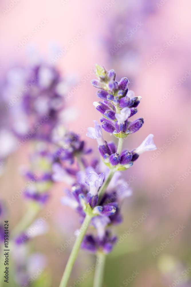 Obraz premium Lavender flowers.