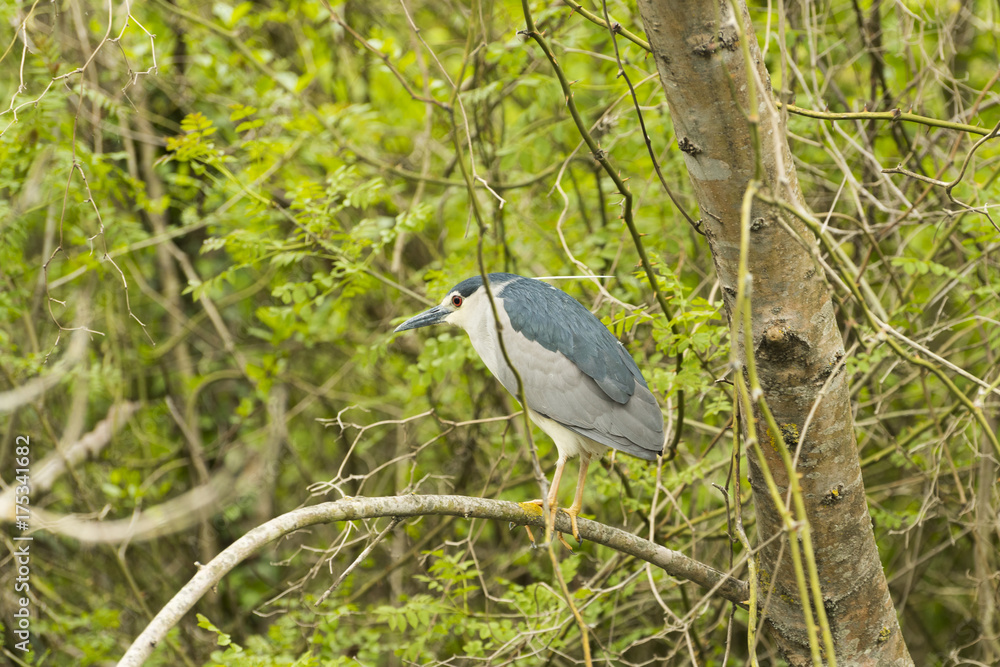 Fototapeta premium Black-crowned Night-Heron (Nycticorax)