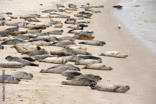 Seehunde (Phoca vitulina vitulina) und Kegelrobben (Halichoerus grypus) liegen auf Sandstrand, Kolonie, Helgoland, Insel 