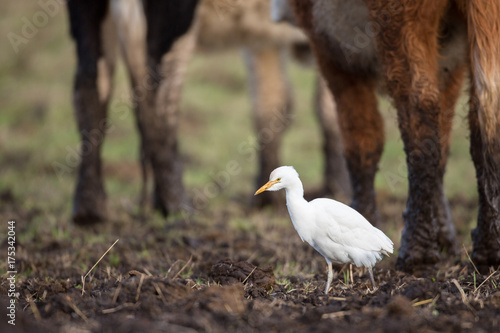 Cattle egret