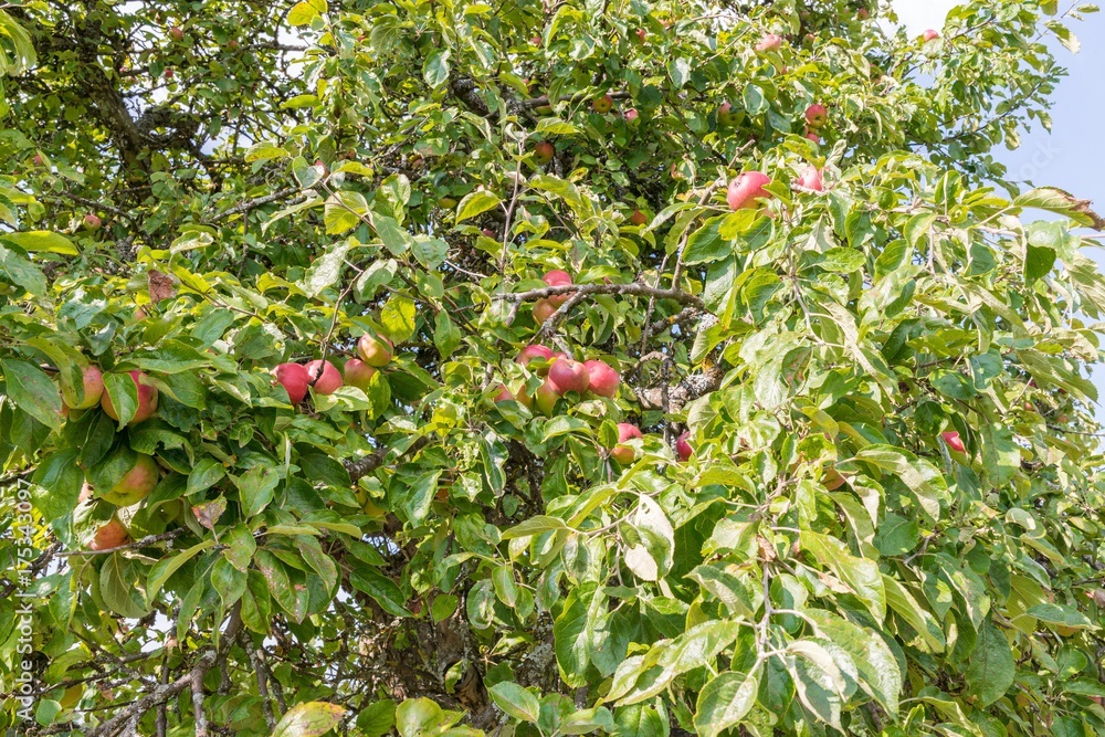 Reife rote Äpfel hängen an einem Apfelbaum