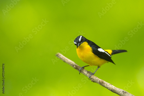 Bird, Yellow-rumped flycatcher perching on a branch  © chamnan phanthong