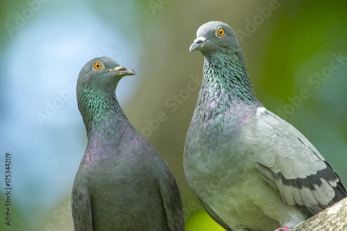 Closeup birds , Rock pigeon or Rock dove in lovey