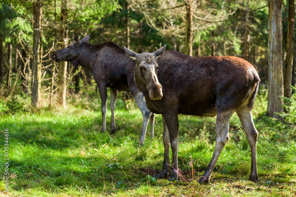 Two moose (Alces alces) cows in a woodland clearing. Two moose (Alces alces) cows in a woodland clearing.