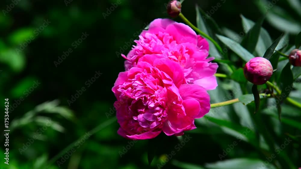 Large pink peony flower on flowerbed Large pink peony flower on flowerbed