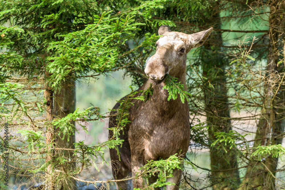 Female moose (Alces alces) eating on a twig of spruce.