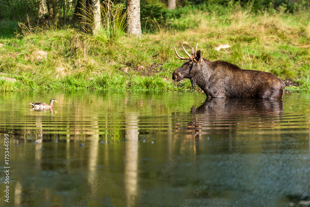 Moose (Alces alces) bull standing in forest lake while duck swims by. Moose (Alces alces) bull standing in forest lake while duck swims by.