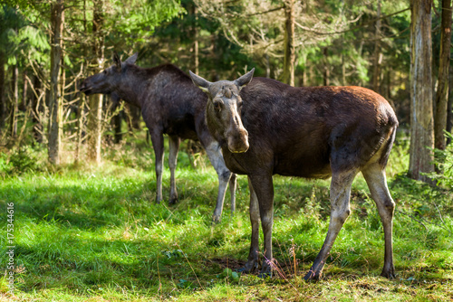 Two moose (Alces alces) cows in a woodland clearing.