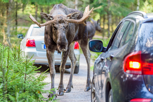 Moose bull looking into a car while standing in its way. Cars registration numbers and make removed.