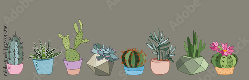 collection of cacti and succulents in modern pots
