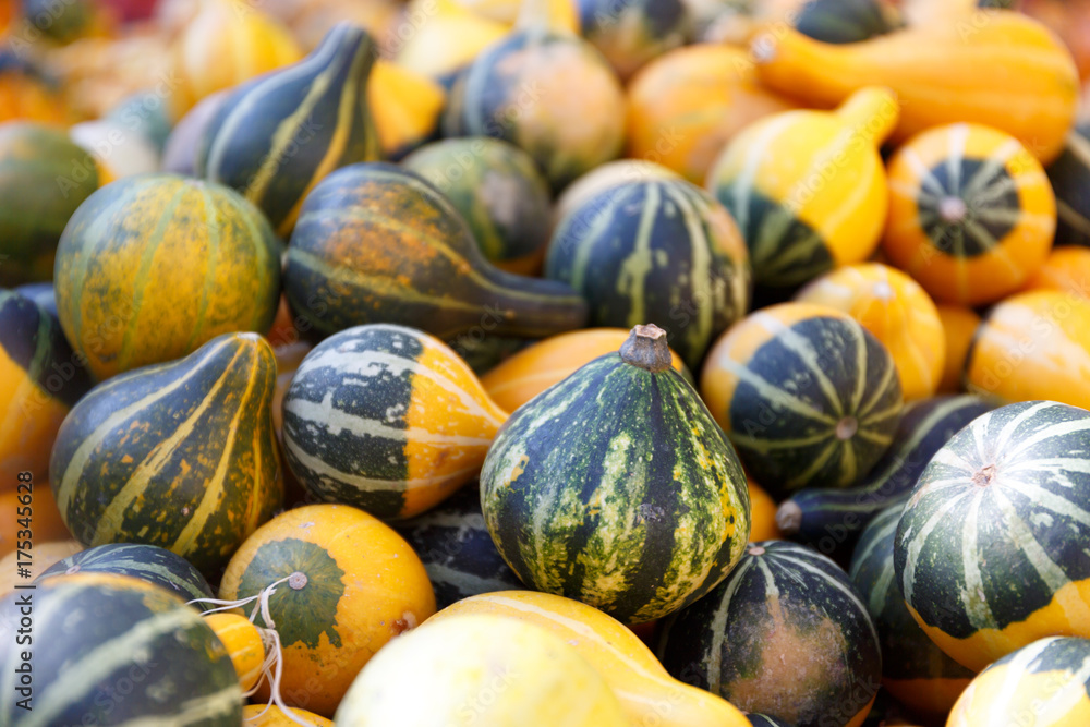 Close up of colourful mini pumpkins on the market