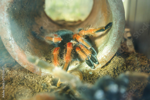 The Mexican redknee tarantula behind the glass with light of flashlight