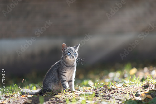 Animals. Brown tabby cat enjoying himself outdoor in garden, warming in the sun.