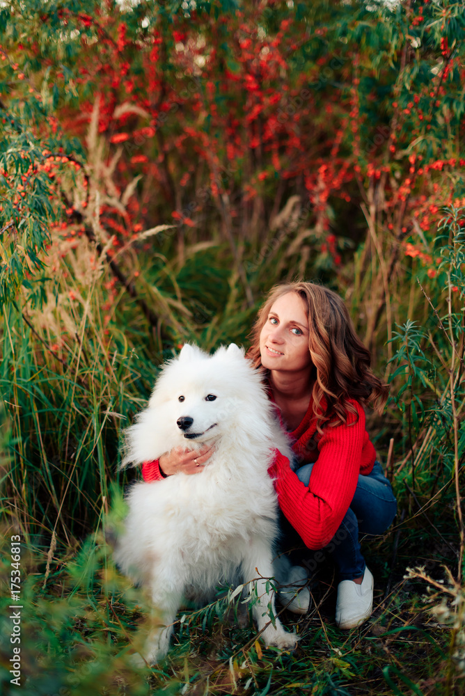young girl in a nature park hugging a white dog Samoyed Laika at sunset young girl in a nature park hugging a white dog Samoyed Laika at sunset
