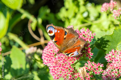 Monarch butterfly in garden