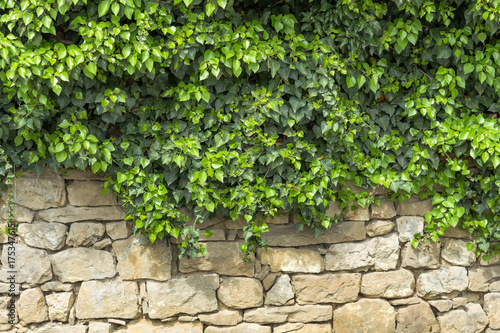 Leaves of ivy covering old stone wall.  Old stone Wall. Green ivy leafs on a white stone wall background. Green ivy leaf background