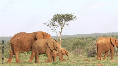 African Elephants. They are eating grass, uprooting it with their feet and shaking sand off before eating