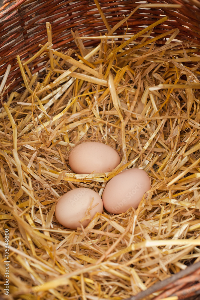 eggs in a nest eggs in a nest