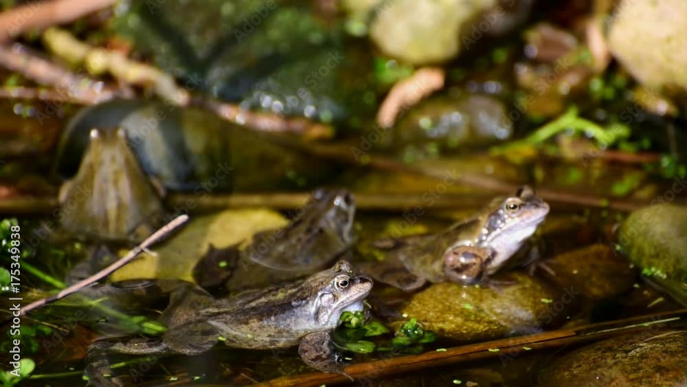 Frogs In Freshwater Pond Frogs In Freshwater Pond