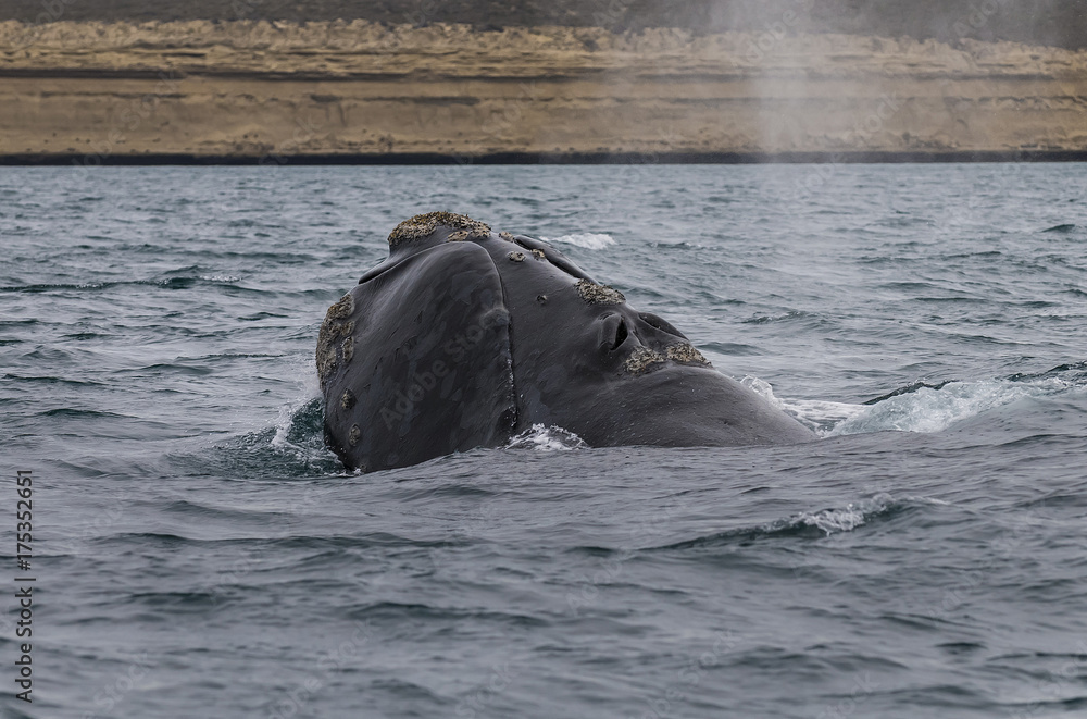 Fototapeta premium Whale Patagonia Argentina