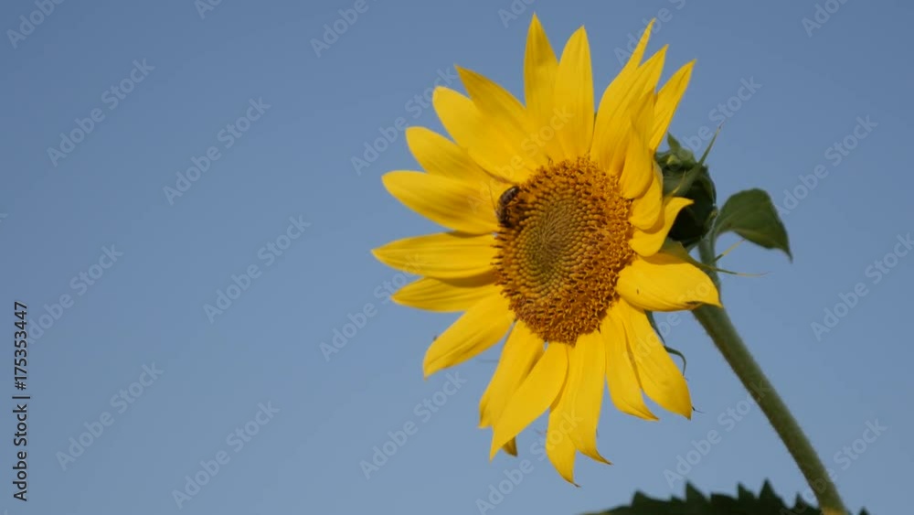 Close-up of beautiful sunflower petals and bee - Helianthus plant with tiny insect video Close-up of beautiful sunflower petals and bee - Helianthus plant with tiny insect video