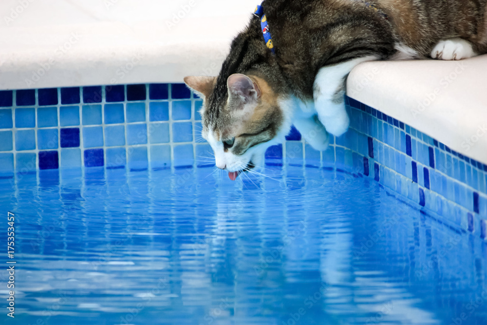 Chat Qui Boit L Eau De La Piscine Stock Photo Adobe Stock