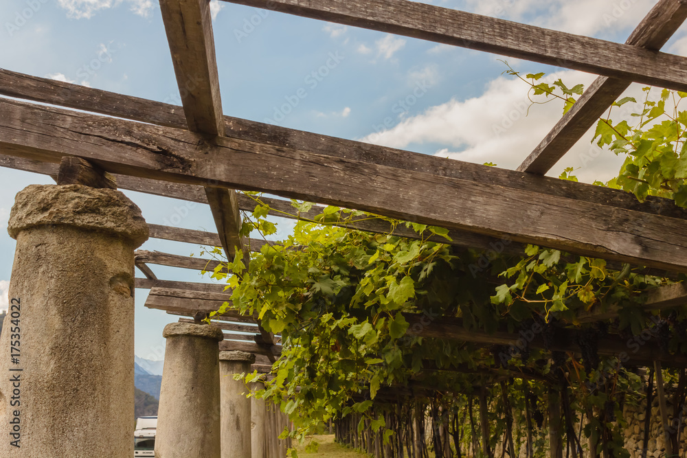 the typical agricultural architecture of the vineyards of Carema, in Piedmont, Italy /pylons, stone and lime columns and chestnut poles support the pergola of rows of grapes the typical agricultural architecture of the vineyards of Carema, in Piedmont, Italy /pylons, stone and lime columns and chestnut poles support the pergola of rows of grapes