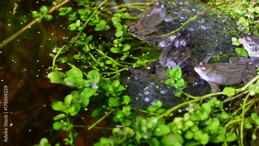 Frogs Spawning In Pond Frogs Spawning In Pond