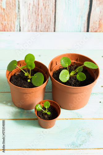 Pilea peperomioides, money plant. Isolated plant in pot. Wooden blue and brown background. Pilea babies. © patnowa