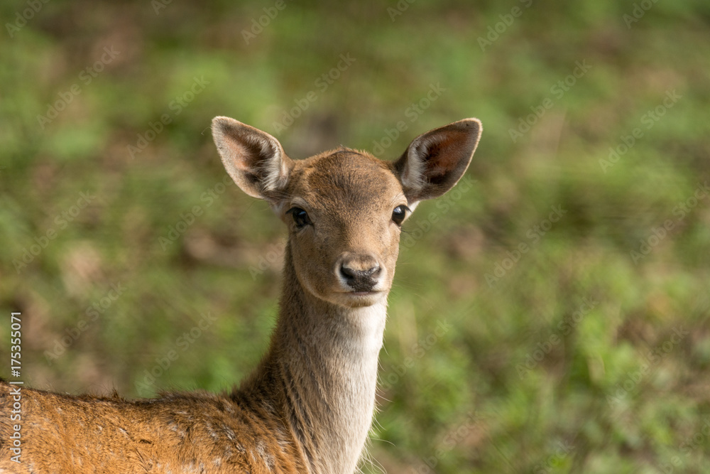 Deer with green background