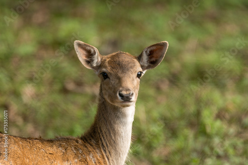 Deer with green background