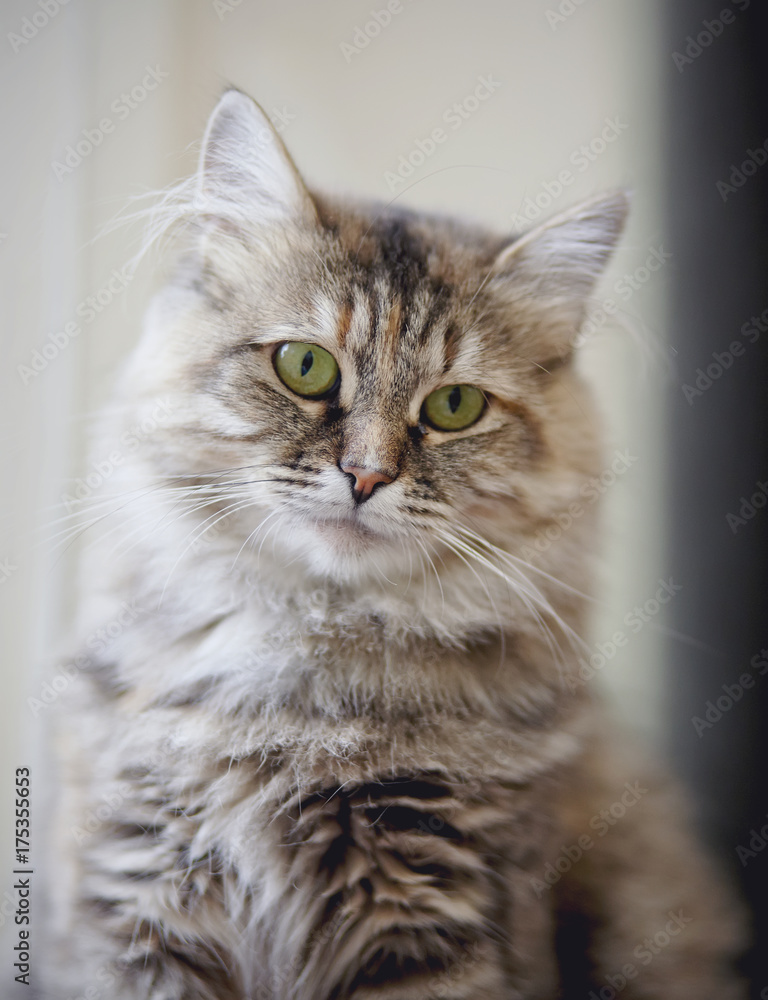 Portrait of a beautiful fluffy cat with green eyes Portrait of a beautiful fluffy cat with green eyes