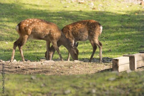 Two young deer together